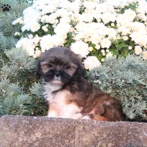Barley, Lhasa Apso Puppy